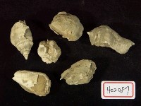 藏品(鳳凰螺)的圖片